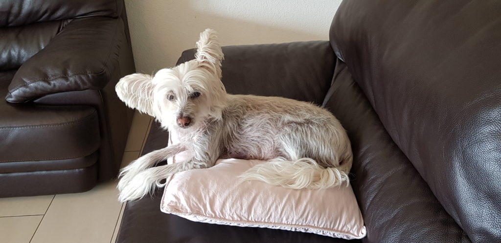 Gizmo - Chinese Crested Dog