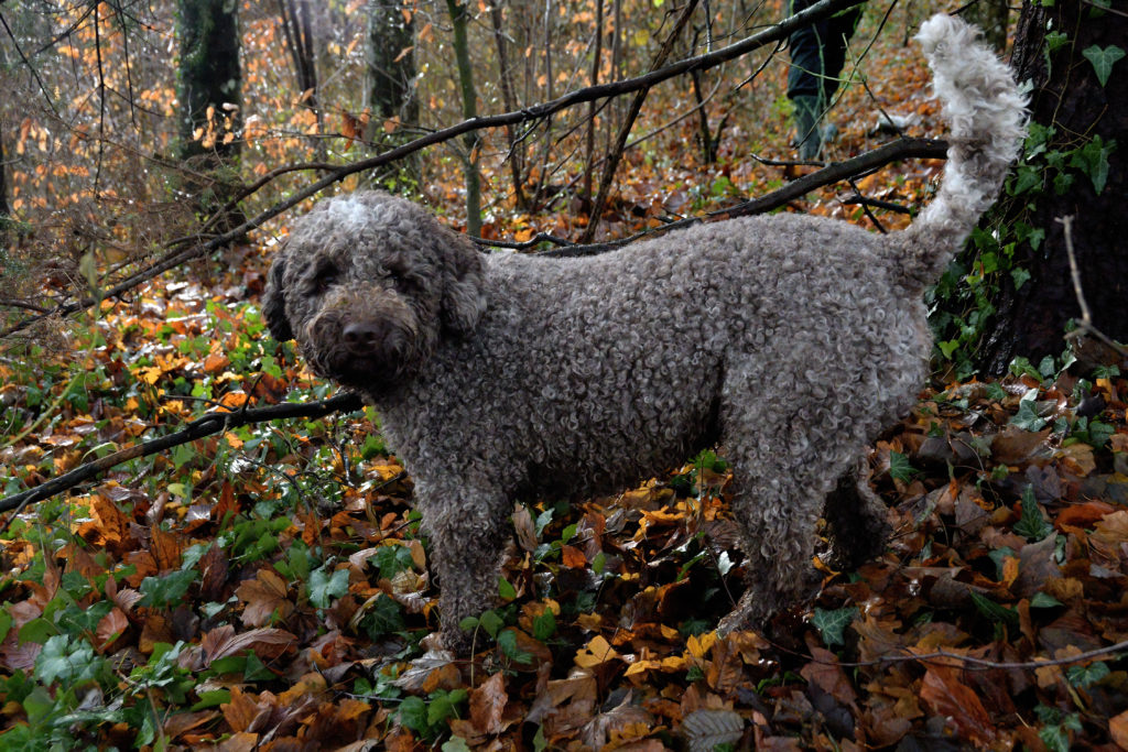 Paco - Beau gosse du sous-bois